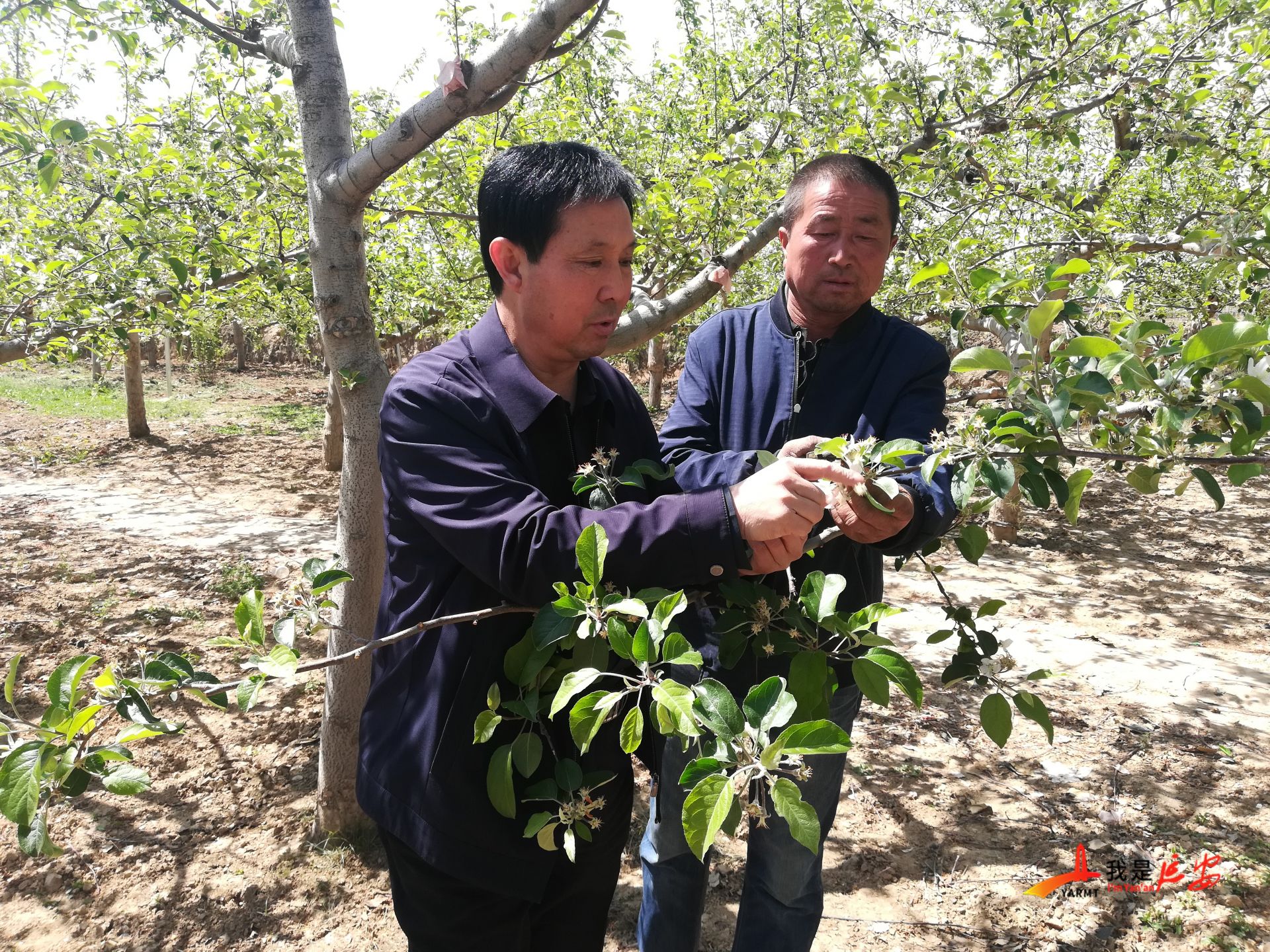 疏花疏果 实现苹果优质高产