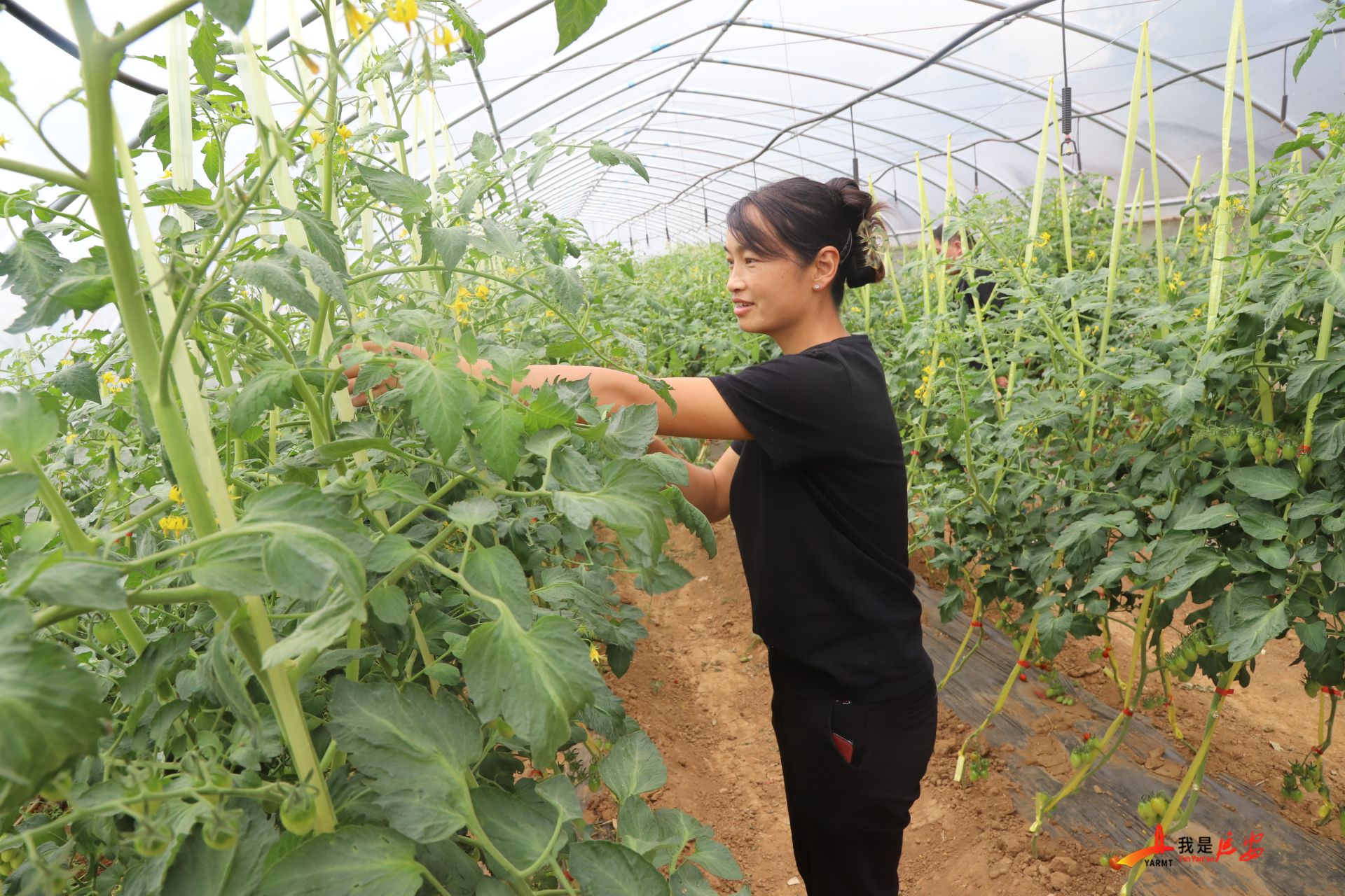 羊肚菌"邂逅"圣女果