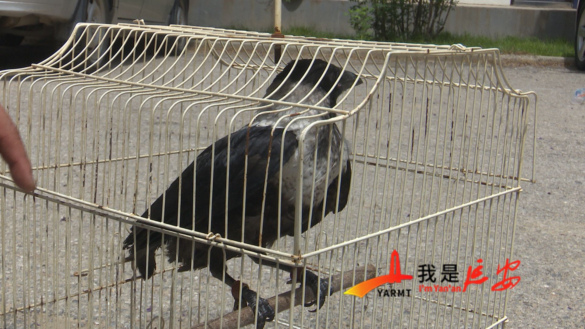 市民爬山救助一只鸟疑似一级保护动物白颈乌鸦