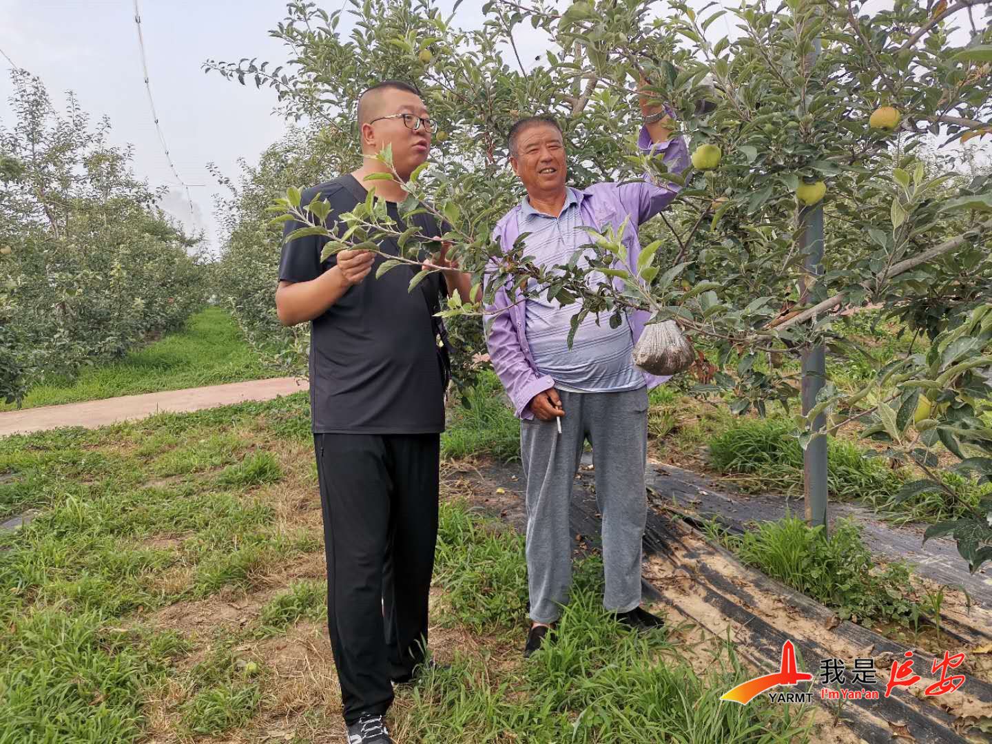 白忠义赶着羊群奔小康