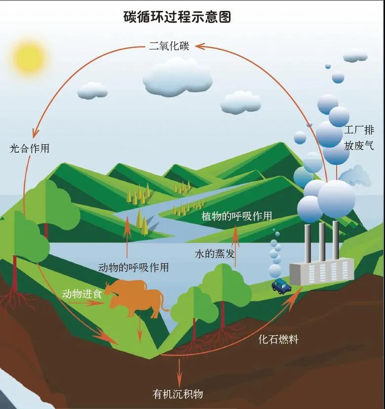 碳循环过程示意图图片