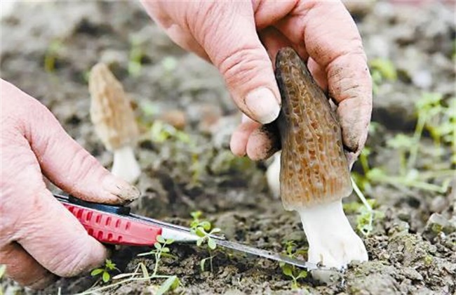 种植致富经_致富种植什么比较赚大钱_致富种植公司董事长